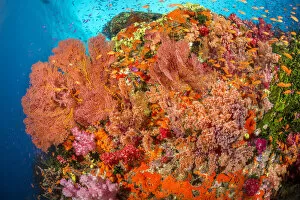Multi Colour Gallery: Alconarian and gorgonian coral with schooling anthias dominate this Fijian reef scene; Fiji