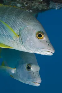 Netherlands Antilles Gallery: Caribbean, Netherlands Antilles, A pair of Cubera Snapper (Lutjanus cyanopterus)