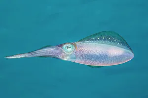 Bonaire Gallery: CARIBBEAN REEF SQUID, Sepioteuthis sepioidea, BONAIRE