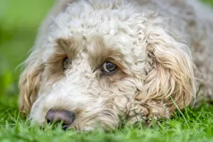 Close-Up Of The Face Of A Blond Cockapoo Resting On The Grass; North Yorkshire, England