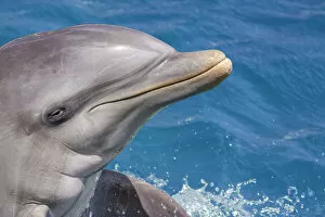 Netherlands Antilles Gallery: Common Bottlenose Dolphin (Tursiops truncatus) portrait; Curacao, Netherlands Antilles