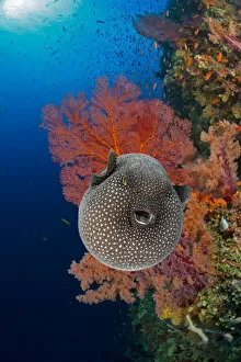 Multi Colour Gallery: An inflated Guineafowl pufferfish (Arothron meleagris) on a reef drop off; Fiji