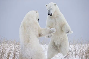 Enjoying Collection: Polar Bears Play Fighting Along The Shores Of Hudsons Bay; Churchill Manitoba Canada