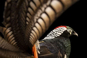 Multi Colour Gallery: Portrait of a male Lady Amhersts pheasant