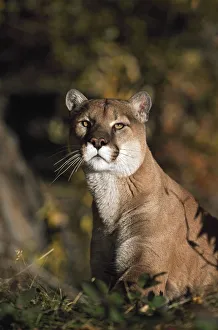 Puma idaho deals