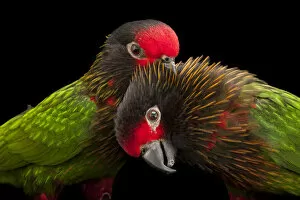 Multi Colour Gallery: Portrait of two Yellow-streaked lories