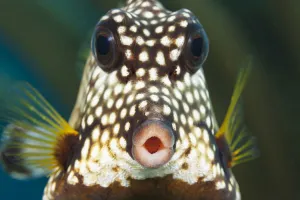 Netherlands Antilles Gallery: The Smooth Trunkfish (Lactophrys Triqueter) Is Common On Caribbean Reefs; Bonaire