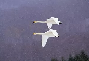 Animal Collection: Whooper Swans Flying In Falling Snow