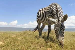 Enjoying Collection: Plains Zebra (Equus quagga) grazing on the plain in the Ngorongor crate, Tanzania
