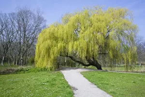 Weeping Willow Collection: Weeping Willow (Salix sepulcralis) blossoming in a park, Den Helder, The Netherlands