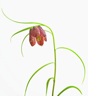Wildflower Collection: fritillaria meleagris, fritillary, snakes head fritillary