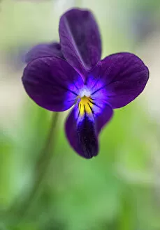 Vibrant Gallery: Hearts ease, Viola tricolor. Close up