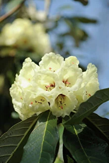 Wildflower Collection: rhododendron macabeanum