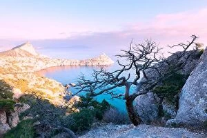 Crimea Collection: Alone tree on the edge of the cliff