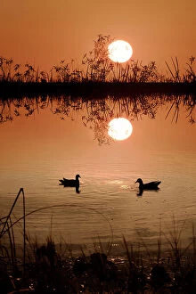 Enjoying Collection: Two Moorhens at sunset